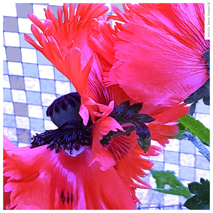 Prises de vue de pivoine, retouches photo et illustration, Photoshop.