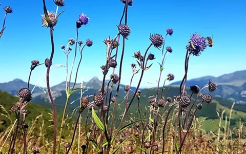 Nature végétale, Cantal. Prise de vue avec un Lumix.